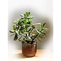 Amazon.co.jp: 縁起物鉢植え植物金のなる木幸運を招く金のなる木